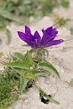 Clustered bellflower - C